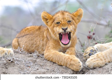 Yawning Lion Cub