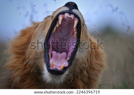 Yawning lion with very sharp teeth