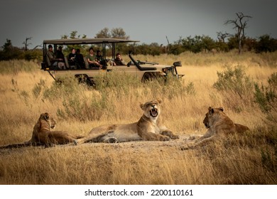 Yawning lioness with cubs lying in savanna grass in front of a safari jeep in the  magical Okavango Delta in Botswana. Seen on a wilderness safari in July 2022.
