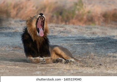 Yawning Male Asiatic Lion In Sasan Gir, Gujarat, India