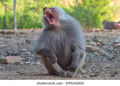yawning male baboon sitting on the ground