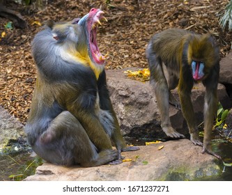 Yawning Male Mandrill Monkey; Mandrill is the Largest Monkey