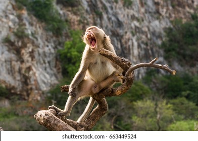 Yawning monkey