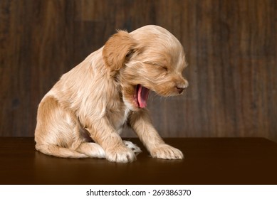 Yawning Puppy