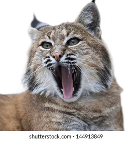 Yawning Red Bobcat, Isolated On White Background.