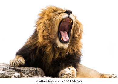Yawning or roaring lion against white background