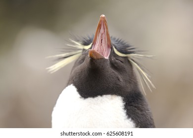 Yawning Rock Hopper penguin at Falkland Islands. Close up.