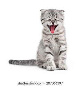 Yawning Scottish kitten