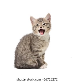 Yawning small grey  kitten isolated on white background