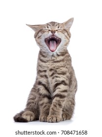 Yawning small grey kitten isolated on white background.
