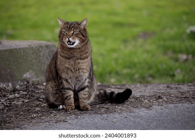 Yawning tabby cat sits on the street in front of grass - it looks like he was speaking