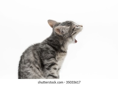 Yawning Tabby Cat At White Background