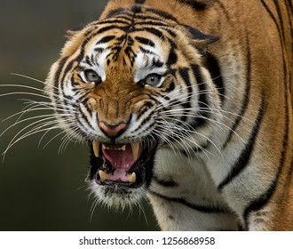 the yawning tiger