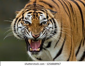 The Yawning Tiger