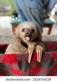 Yawning Two Toed Sloth in Costa Rica