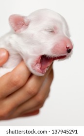 yawning white newborn puppy
