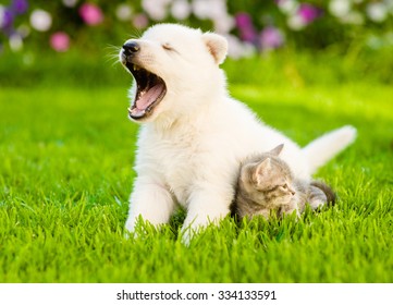 Yawning White Swiss Shepherd`s puppy and kitten sitting together on green grass.