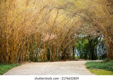Yeallow bamboo with leaves background, Close up of bamboo shoots and leaves in bright sunlit grove