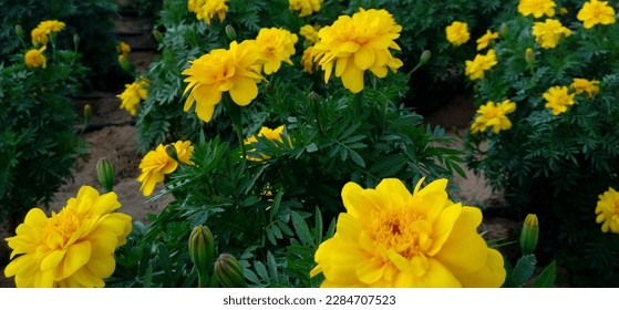 yeallow marigold flowers plant in dubai                    