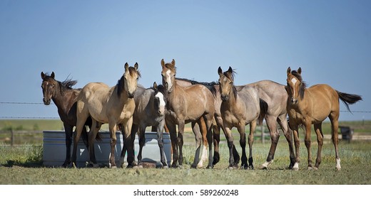 Yearling Horses