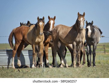 Yearling Horses