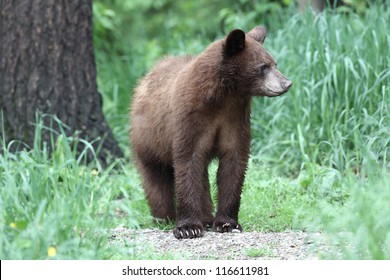 Yearling North American Black Bear