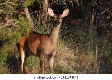 Yearling Whitetail Doe In Trees 