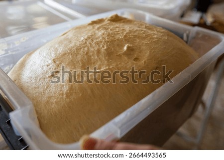 Yeast dough in a container close up view showing airy texture and smooth surface Concept of baking homemade bread or pastry preparation