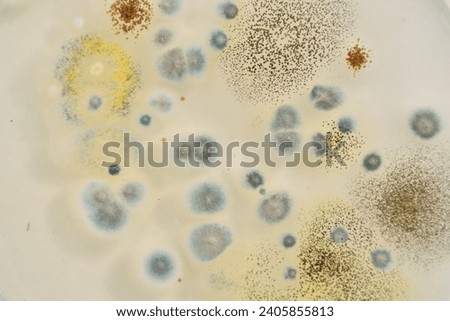 Yeast and Mould Test. biodiversity. Microbiology. Colony morphology of Yeast and mould. Fungal colony morphology. Fungal growth in DG18. 