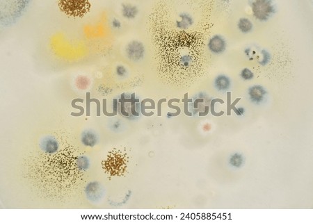 Yeast and Mould Test. biodiversity. Microbiology. Colony morphology of Yeast and mould. Fungal colony morphology. Fungal growth in DG18.