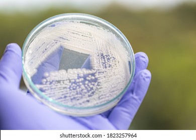 Yeast in petri dish, Microbiology for education in laboratories.
