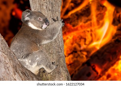 yelling crying koala in australia bush fire