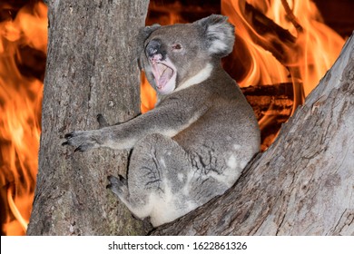 Yelling Crying Koala In Australia Bush Fire Devastation Forest Burning