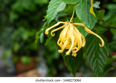 Yello ylang-ylang flower at garden
