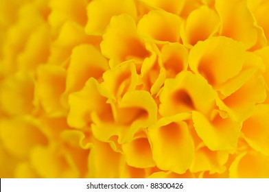 The Yellow Abstract Flower Background .