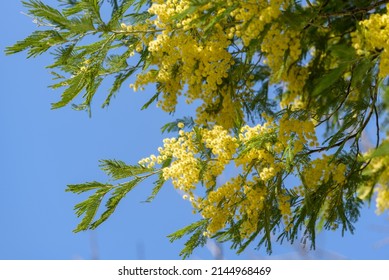 Yellow Acacia Flower, Silver Wattle