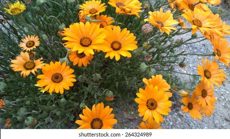 Yellow African Daisies