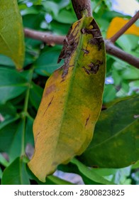 Yellow Aging Leaf Attached To Tree Branch