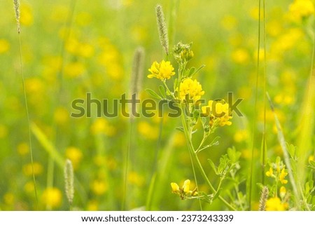 Yellow alfalfa flower in summer meadow