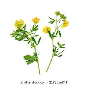 2,098 Yellow alfalfa Images, Stock Photos & Vectors | Shutterstock