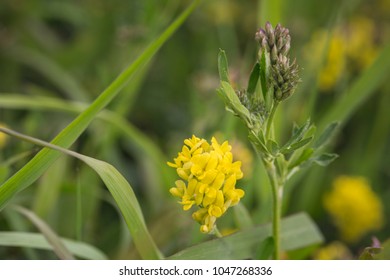 Yellow Alfalfa Flowers Medicago Sativa Subsp Stock Photo 1047268336