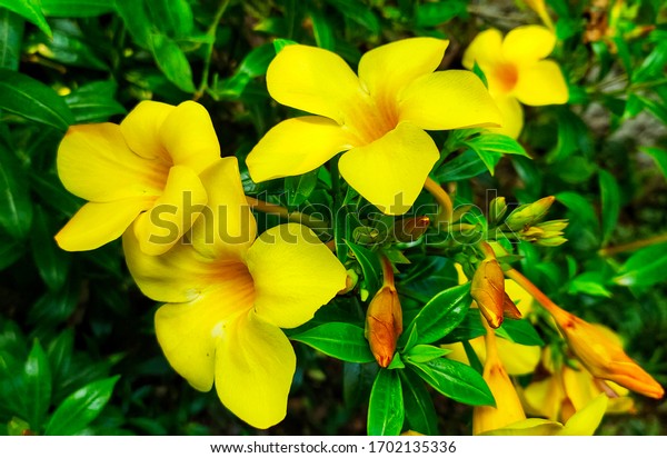 アラマンダ カタルチカの黄色い花 コランビの花 の写真素材 今すぐ編集