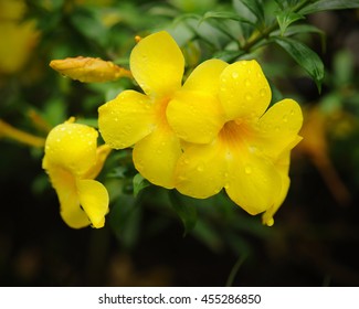 Yellow Bell Flowers Hd Stock Images Shutterstock