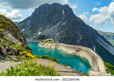 yellow alpine flowers, yellow daisies with the dam of the Brand Reservoir. mountain in Alps of Vorarlberg, the reservoir for electricity and water. beautiful alpine scenery in Vorarlberg, Austria