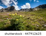 Yellow alpine pasqueflower,  Andorra La Vella mountain, Pyrenees, Europe
