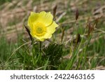 Yellow Alpine pasqueflower (Pulsatilla alpina subspecies apiifolia) in an Alpine meadow in the Alps in Valais, Switzerland.