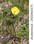 Yellow Alpine pasqueflower (Pulsatilla alpina subspecies apiifolia) in an Alpine meadow in the Alps in Valais, Switzerland.