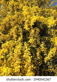 Yellow Alyssum Flower In Fethiye