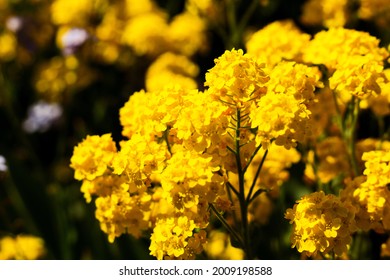 The Yellow Alyssum Flowers In A Garden