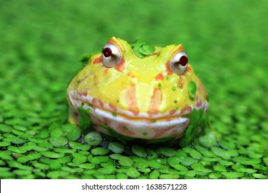 Yellow Amazon frog closeup front view, animal closeup, pacman frog on swamp, amphibian closeup - Powered by Shutterstock